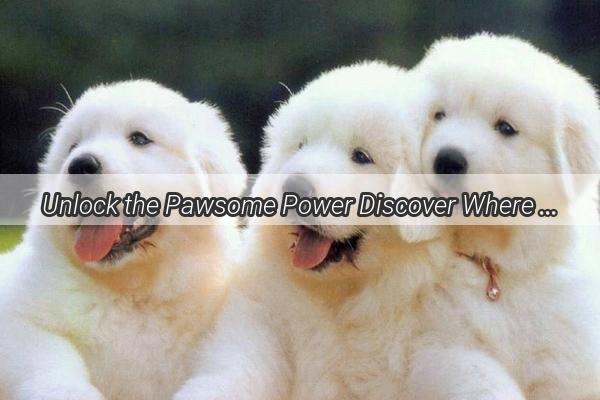 Unlock the Pawsome Power Discover Where Your Dog Can Kick Those Bones